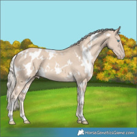 Horse Color:White Spotted Cremello 