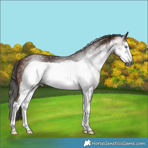 Horse Color:Gray White Spotted Bay Frame 
