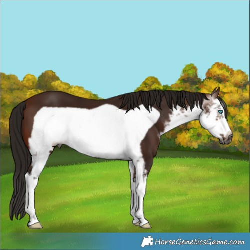 Horse Color:Gray White Spotted Bay Frame 