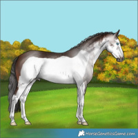 Horse Color:Gray White Spotted Bay Frame 