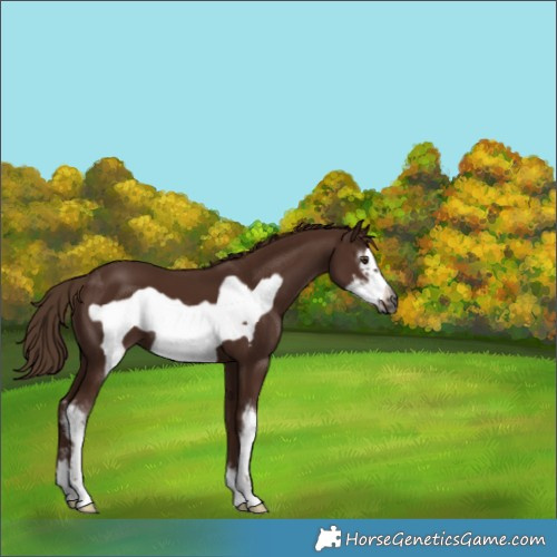 Horse Color:Gray Chestnut Sabino Frame 