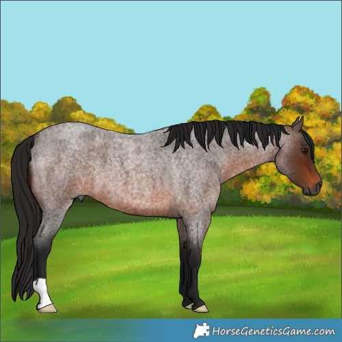 Horse Color:Gray Bay Roan 