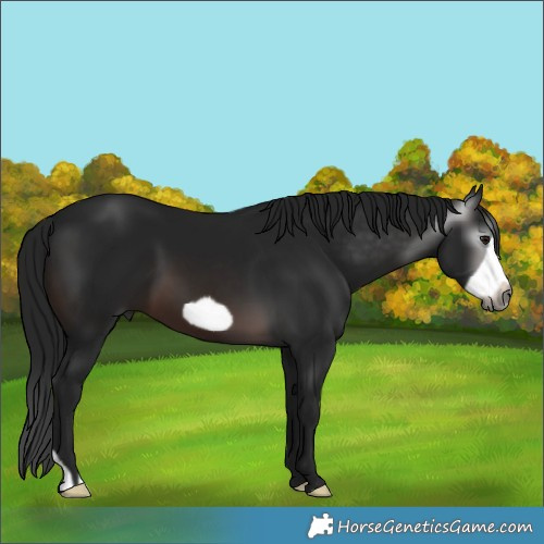 Horse Color:Gray Brown Frame 