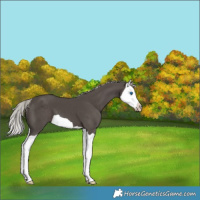 Horse Color:Silver Black Splash 