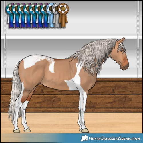 Horse Color:Silver Bay Dun Tobiano 