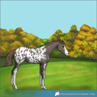 Horse Color:Smoky Grullo Sabino Near Leopard 