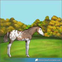 Horse Color:Bay Dun Splash Blanket 