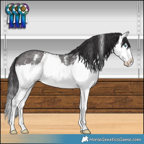 Horse Color:Smoky Black Sabino Splash 