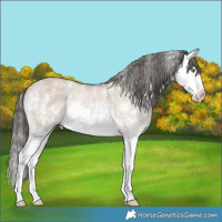 Horse Color:Liver Red Dun Sabino Splash Appaloosa 