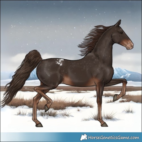 Horse Color:Liver Chestnut Appaloosa