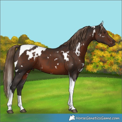 Horse Color:White Spotted Liver Chestnut Tobiano 