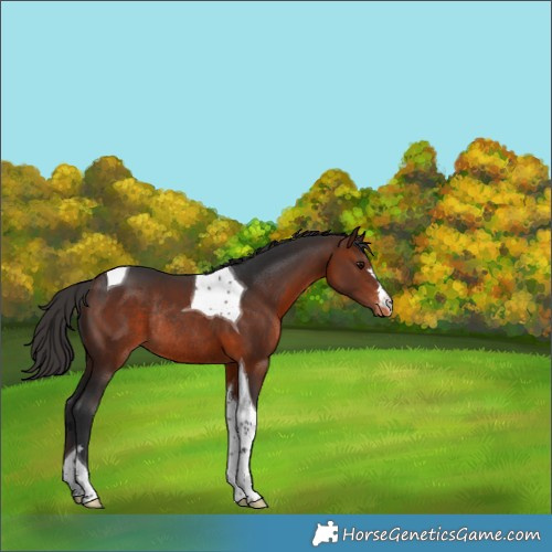 Horse Color:Bay Tobiano Varnish Rabicano 