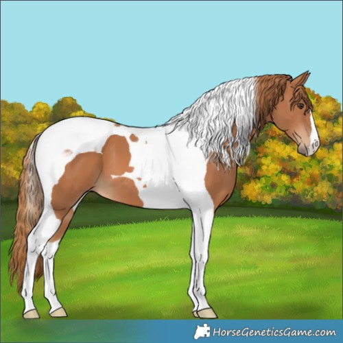 Horse Color:Chestnut Tobiano 