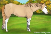 Horse Color:Gold Champagne Splash