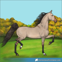 Horse Color:Bay Dun
