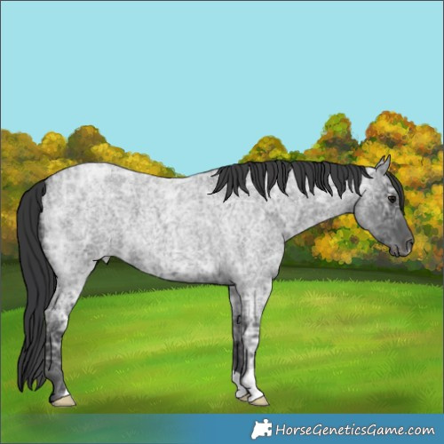 Horse Color:Blue Ice Roan 