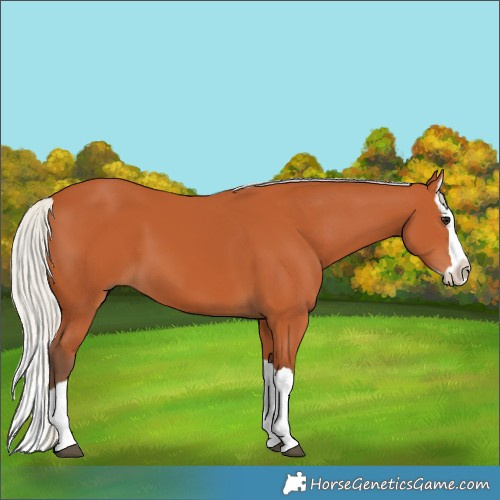 Horse Color:Silver Bay Splash 