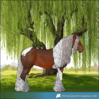 Horse Color:Silver Brown Tobiano 