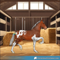 Horse Color:Silver Bay Tobiano Blanket 