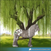 Horse Color:White Spotted Silver Black Appaloosa