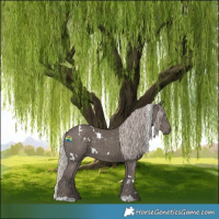 Horse Color:White Spotted Silver Black