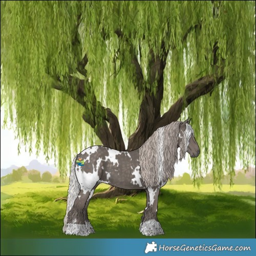 Horse Color:White Spotted Silver Black