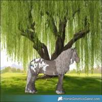 Horse Color:White Spotted Silver Black Appaloosa