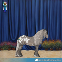 Horse Color:White Spotted Silver Black Appaloosa