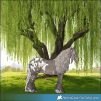 Horse Color:White Spotted Silver Black Appaloosa 
