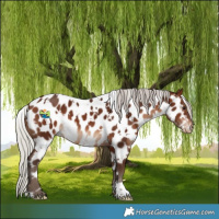 Horse Color:White Spotted Silver Brown Near Leopard 