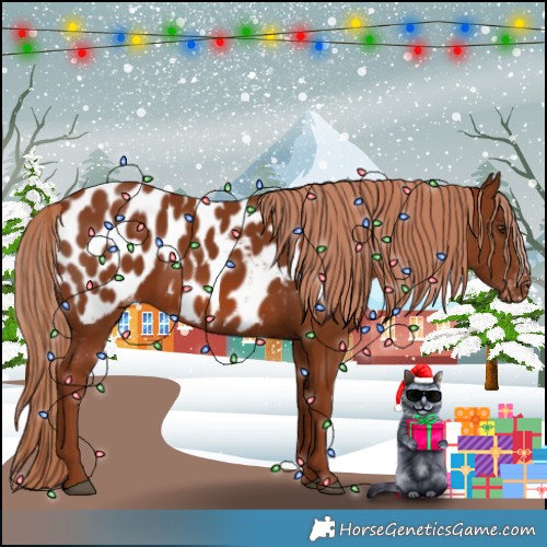 Horse Color:Chestnut Appaloosa