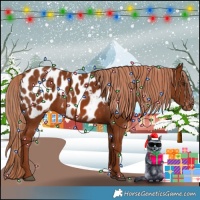 Horse Color:Chestnut Appaloosa 