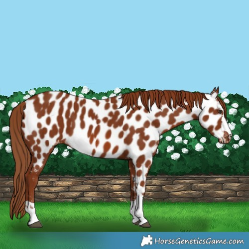 Horse Color:Chestnut Appaloosa