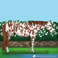 Horse Color:Chestnut Near Leopard
