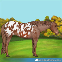 Horse Color:Chestnut Appaloosa