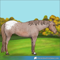 Horse Color:Chestnut Appaloosa