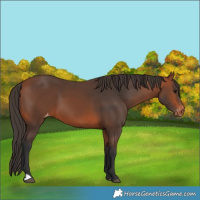 Horse Color:Bay Varnish