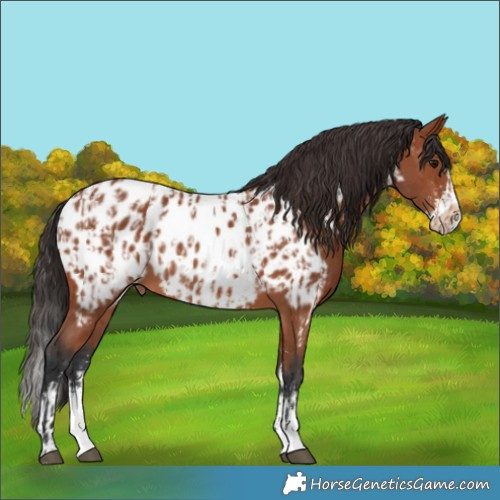 Horse Color:Bay Sabino Appaloosa Rabicano and Bay Sabino Splash Appaloosa Rabicano
