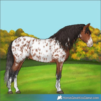 Horse Color:Bay Sabino Appaloosa Rabicano  and Bay Sabino Splash Appaloosa Rabicano 