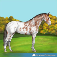 Horse Color:Bay Sabino Appaloosa Rabicano  and Bay Sabino Appaloosa Rabicano 