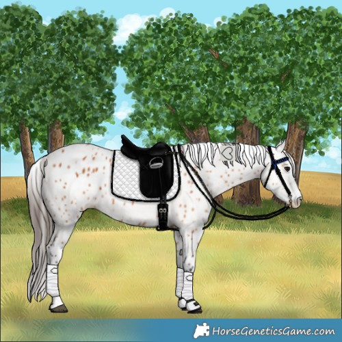 Horse Color:Bay Leopard 