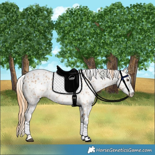 Horse Color:Chestnut Leopard 