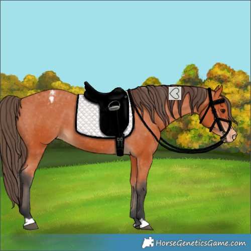 Horse Color:Bay Varnish 