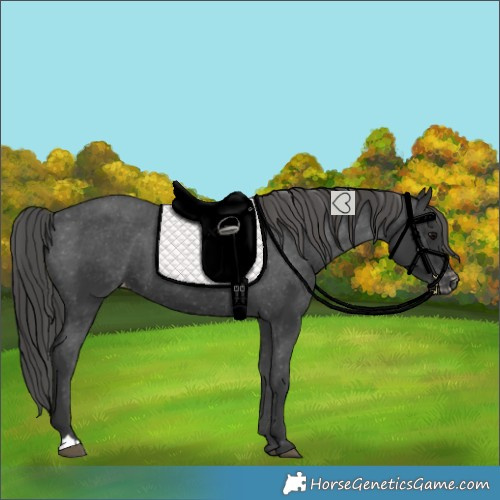 Horse Color:Black Varnish 