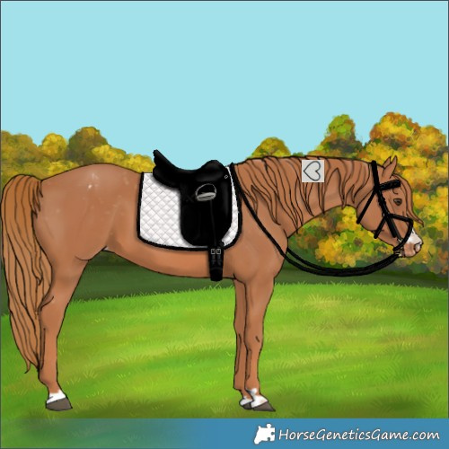 Horse Color:Chestnut Varnish 