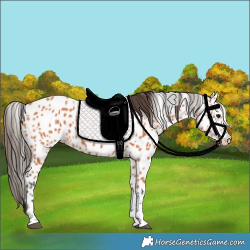 Horse Color:Bay Leopard 
