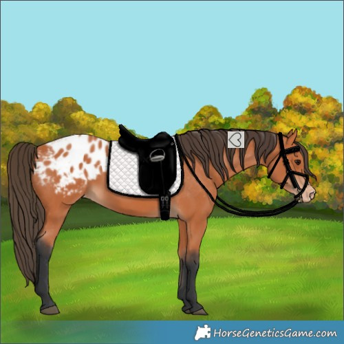 Horse Color:Bay Blanket 