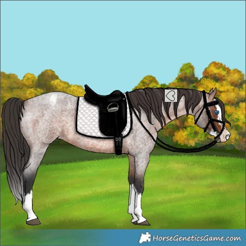 Horse Color:Brown Roan Splash Varnish 