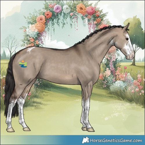Horse Color:White Spotted Brown Dun Appaloosa 