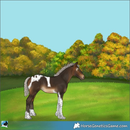 Horse Color:Gray Silver Buckskin Tobiano Appaloosa Rabicano 